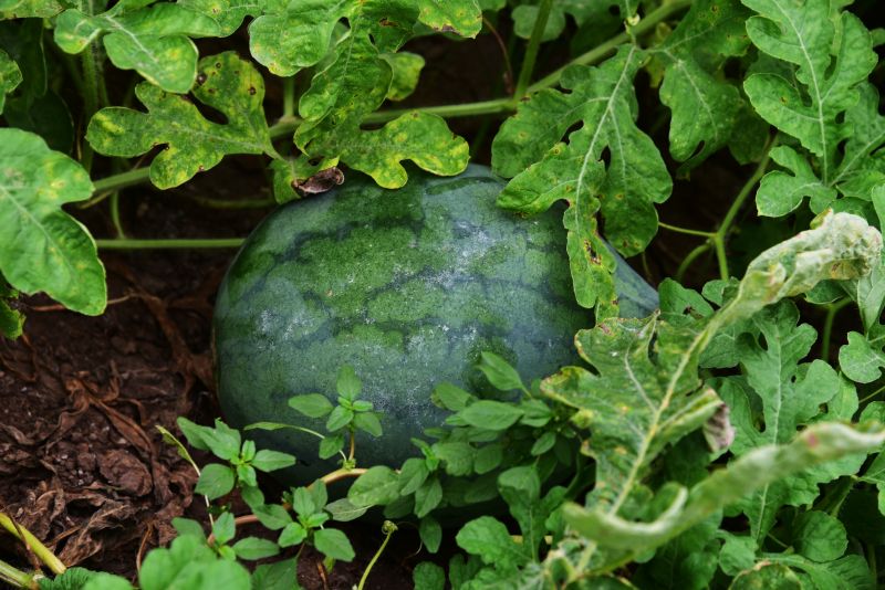 DSC_8056_副本.jpg DSC_8056_副本.jpg